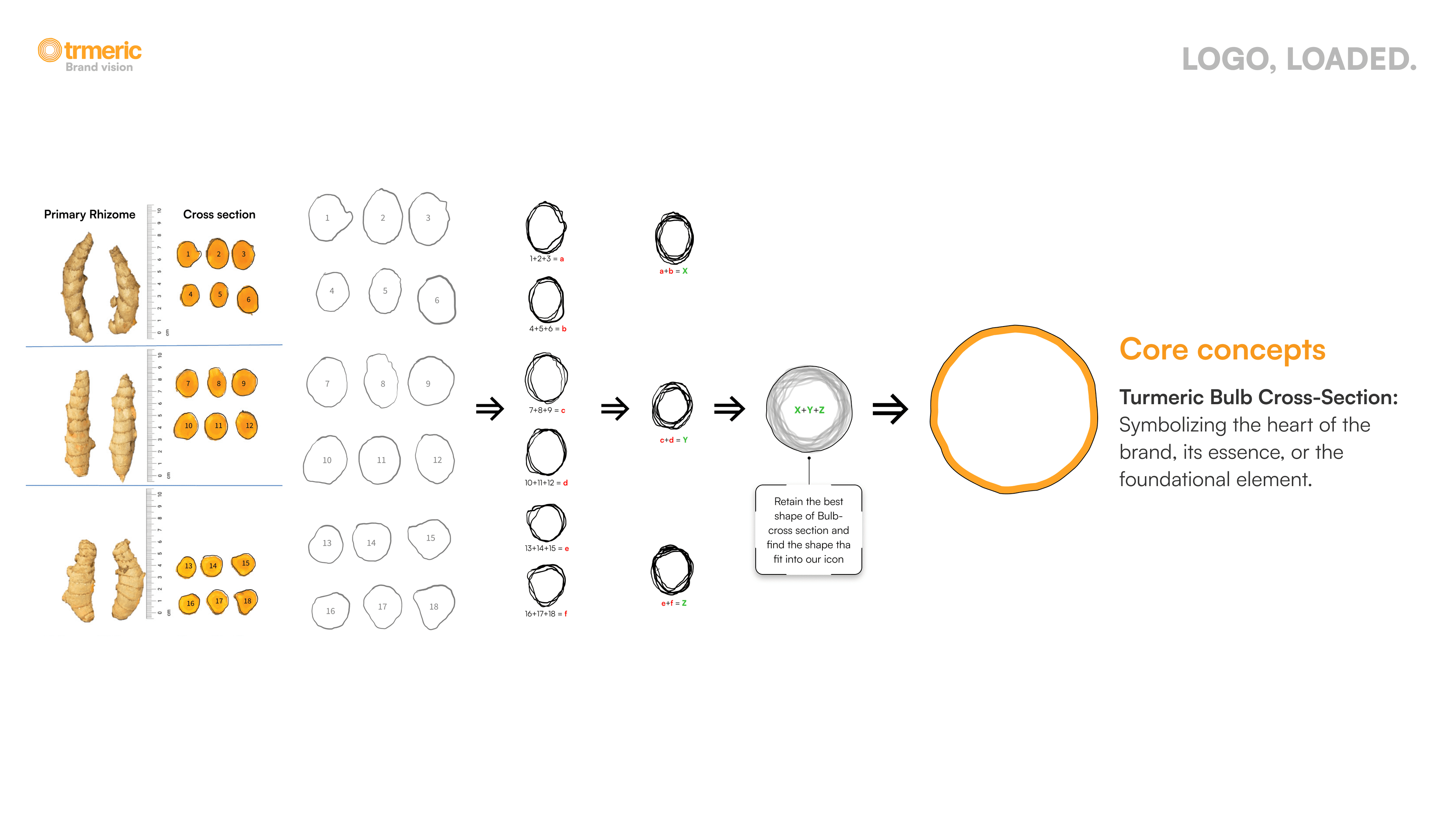 Logo derivation process, 18 turmeric cross-sections photographed, traced, grouped, averaged into ring forms X Y Z, then combined into the final mark